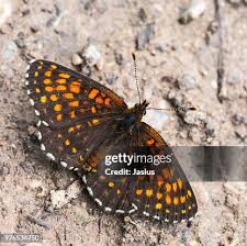 Attēlu rezultāti vaicājumam “Melitaea diamina”