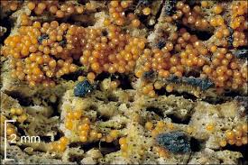 Attēlu rezultāti vaicājumam “Nectria peziza”