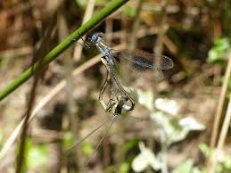 Attēlu rezultāti vaicājumam “Lestes dryas”