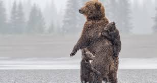 Image result for brown bear
