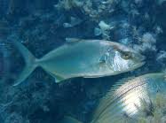 Image result for Seriola dumerili