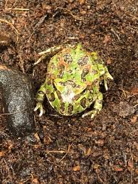 Image result for Ceratophrys ornata