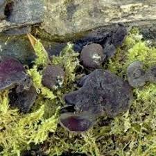 Attēlu rezultāti vaicājumam “Ionomidotis irregularis”