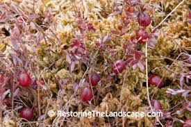 Attēlu rezultāti vaicājumam “Oxycoccus flower”