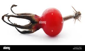 Attēlu rezultāti vaicājumam “Rosa majalis fruit”