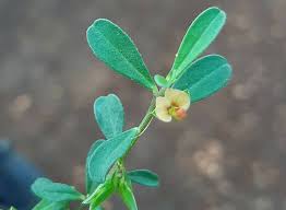 Attēlu rezultāti vaicājumam “Polygalaceae”