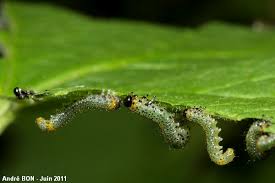 Attēlu rezultāti vaicājumam “Nematus ribesii larva”
