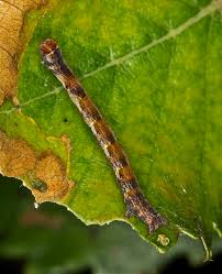 Attēlu rezultāti vaicājumam “Cyclophora albipunctata”
