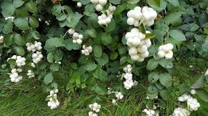 Attēlu rezultāti vaicājumam “Symphoricarpos albus”