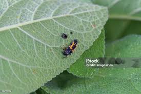 Attēlu rezultāti vaicājumam “Adalia bipunctata larva”