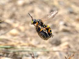 Attēlu rezultāti vaicājumam “Cerceris arenaria”