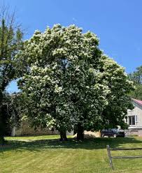 Attēlu rezultāti vaicājumam “Catalpa”