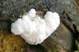 Attēlu rezultāti vaicājumam “Reticularia lycoperdon young”