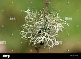 Attēlu rezultāti vaicājumam “Ramalina farinacea”