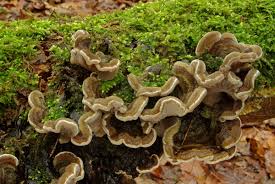 Attēlu rezultāti vaicājumam “Auricularia mesenterica”