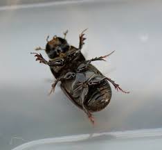 Attēlu rezultāti vaicājumam “Aphodius sp. imago”