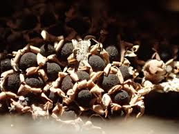 Attēlu rezultāti vaicājumam “Diderma floriforme macro”