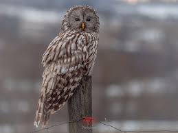 Attēlu rezultāti vaicājumam “Strix uralensis adult”