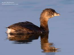 Image result for Podilymbus podiceps