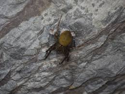 Attēlu rezultāti vaicājumam “Metellina merianae”