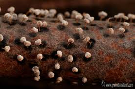 Attēlu rezultāti vaicājumam “Didymium megalosporum macro”