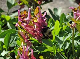 Attēlu rezultāti vaicājumam “Corydalis solida fruit”