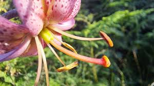 Attēlu rezultāti vaicājumam “Lilium martagon bud”