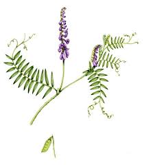 Attēlu rezultāti vaicājumam “Vicia cracca”
