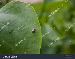 Attēlu rezultāti vaicājumam “Polydrusus tereticollis”