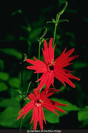 Attēlu rezultāti vaicājumam “Silene borysthenica flower”