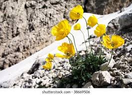 Image result for Alpenmohn