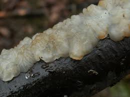 Attēlu rezultāti vaicājumam “Exidia cartilaginea”