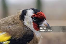 Attēlu rezultāti vaicājumam “Carduelis carduelis adult”