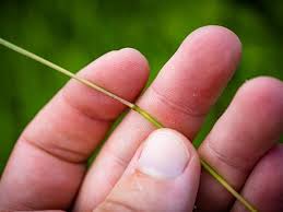 Attēlu rezultāti vaicājumam “Poa palustris leaf”