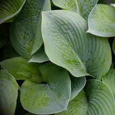 Attēlu rezultāti vaicājumam “Hosta sp.”