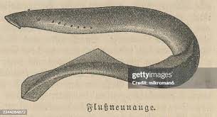 Image result for Lampetra fluviatilis