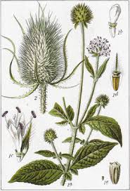 Image result for Dipsacus pilosus