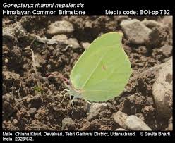 Attēlu rezultāti vaicājumam “Gonepteryx rhamni male”