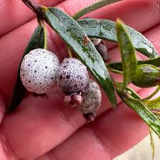 Attēlu rezultāti vaicājumam “Menispermum dauricum fruit”