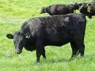 SU0725 : Dexter cattle - via Daymix