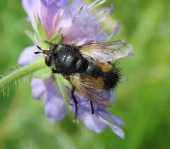 Attēlu rezultāti vaicājumam “Tachinidae”