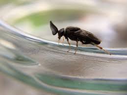 Attēlu rezultāti vaicājumam “Diprion pini female”