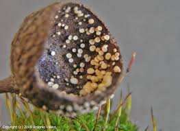 Attēlu rezultāti vaicājumam “Hymenoscyphus fructigenus”