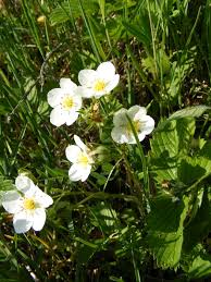 Attēlu rezultāti vaicājumam “Fragaria vesca flower”