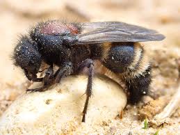 Attēlu rezultāti vaicājumam “Mutilla europaea”