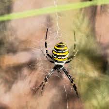 Attēlu rezultāti vaicājumam “Argiope bruennichi”