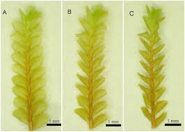 Attēlu rezultāti vaicājumam “Plagiochila porelloides sporophyte”