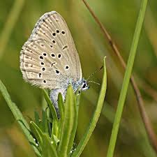 Attēlu rezultāti vaicājumam “Maculinea alcon”