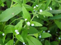 Attēlu rezultāti vaicājumam “Myosotis sparsiflora leaf”