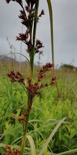 Attēlu rezultāti vaicājumam “Cladium mariscus flower”